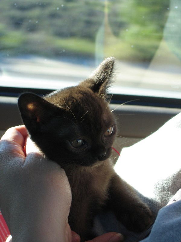 Tiny monkeycat