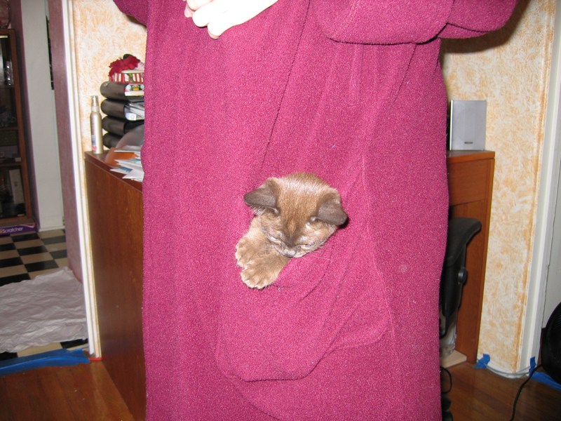 Pocket Kitten