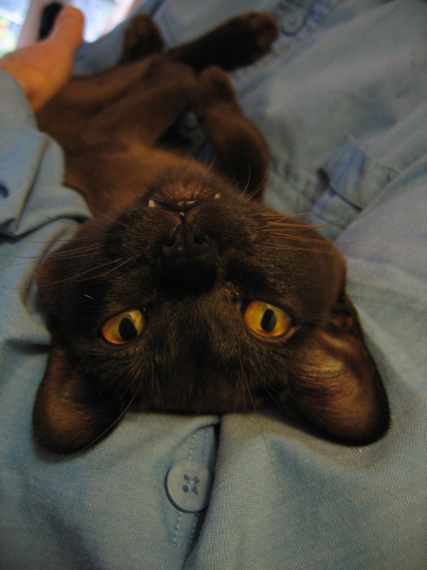 Aaaahhh!  Vampire?