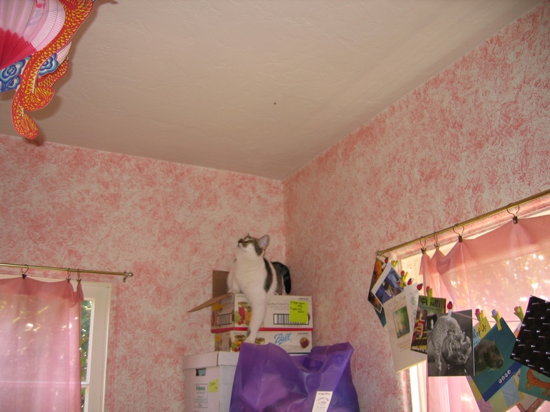 Mirabelle contemplates the ceiling...