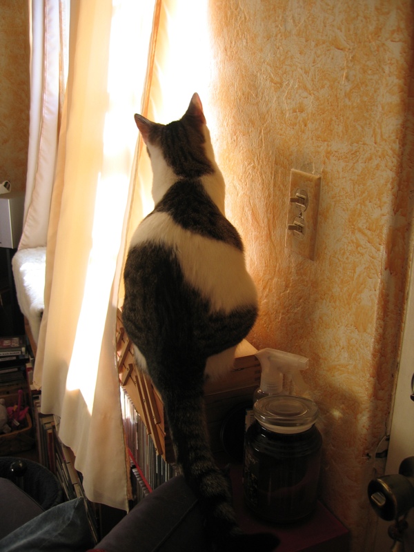 Mirabelle perches