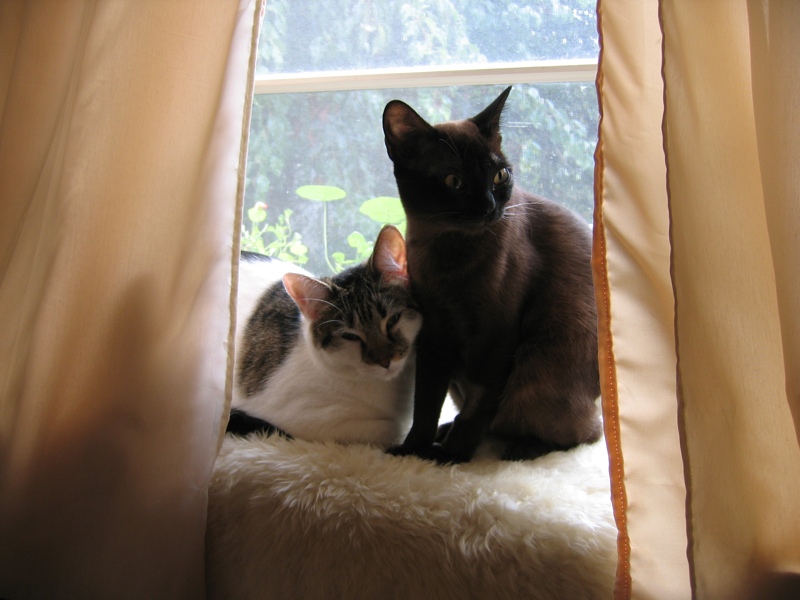 Window cats