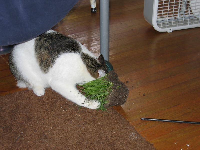 CAT GRASS!