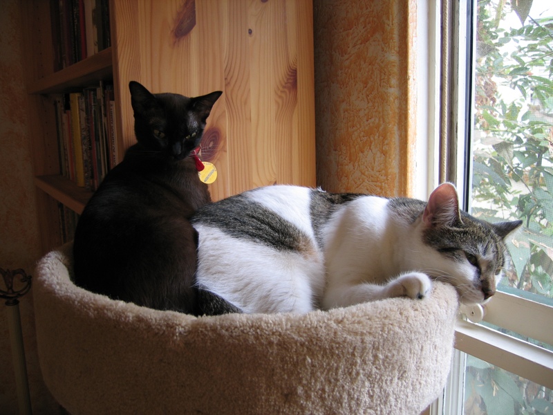 2 cats