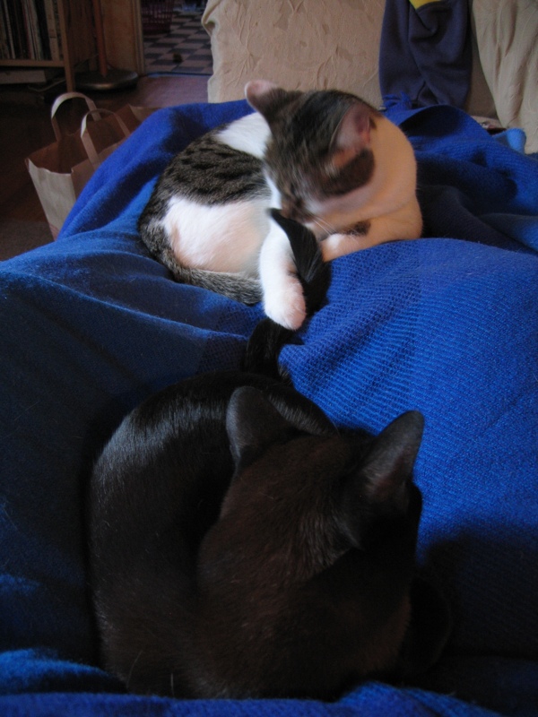Lap cats