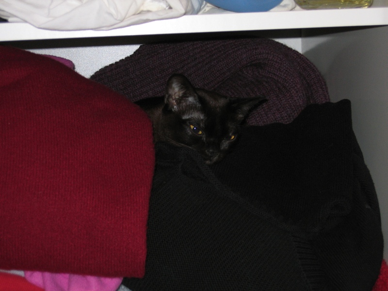 Wardrobe cat