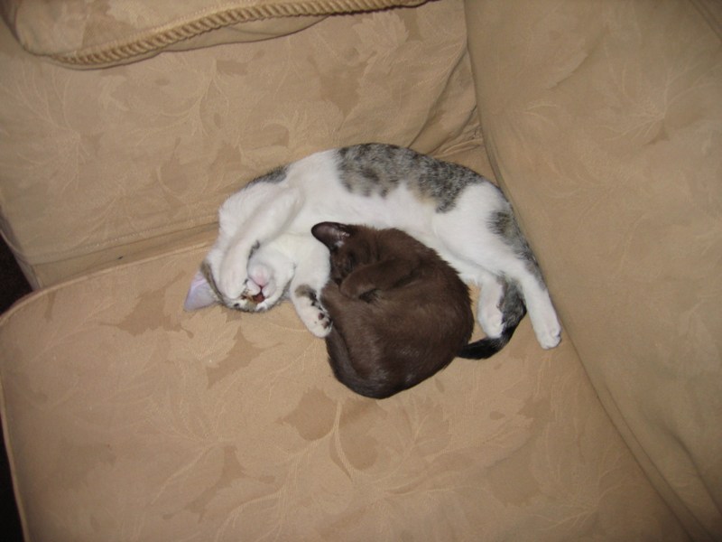 Dozing on the couch
