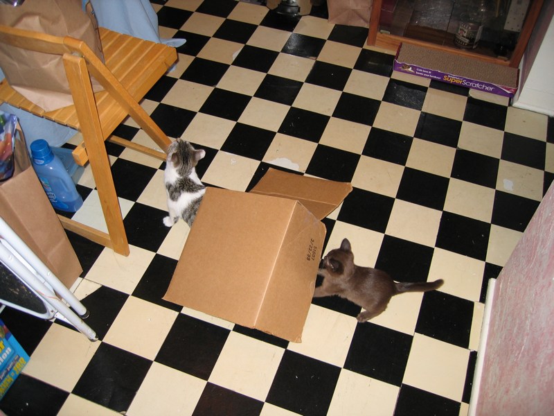 Cardboard fun