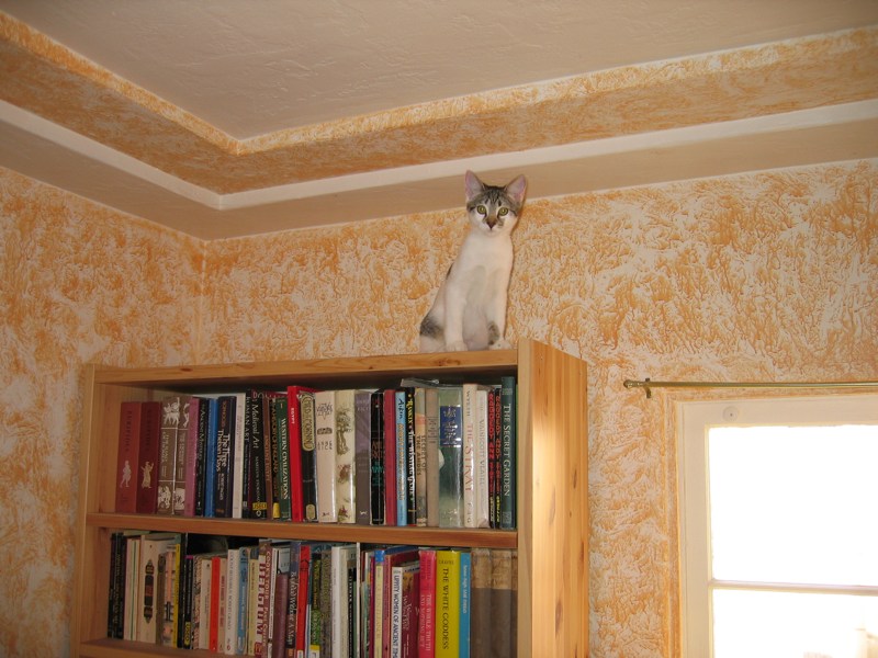 Bookcase conquered