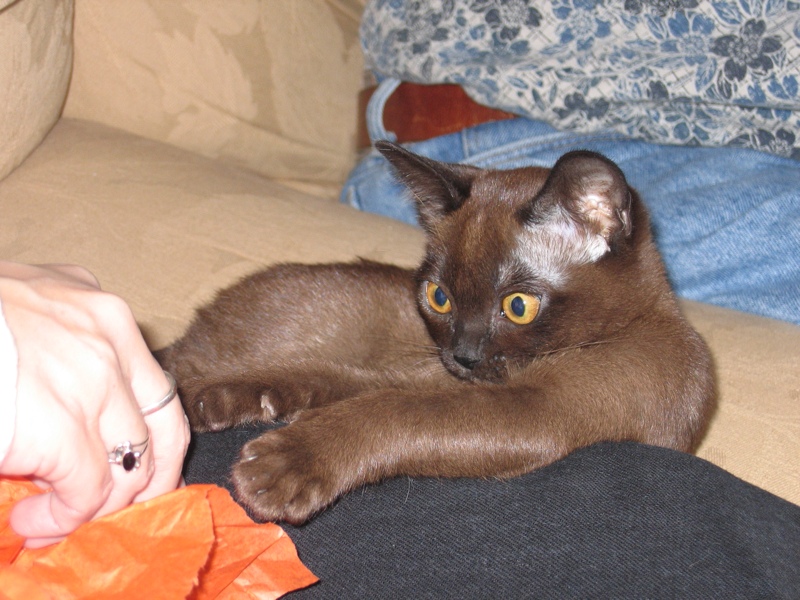 Fun With Tissue Paper, part 3