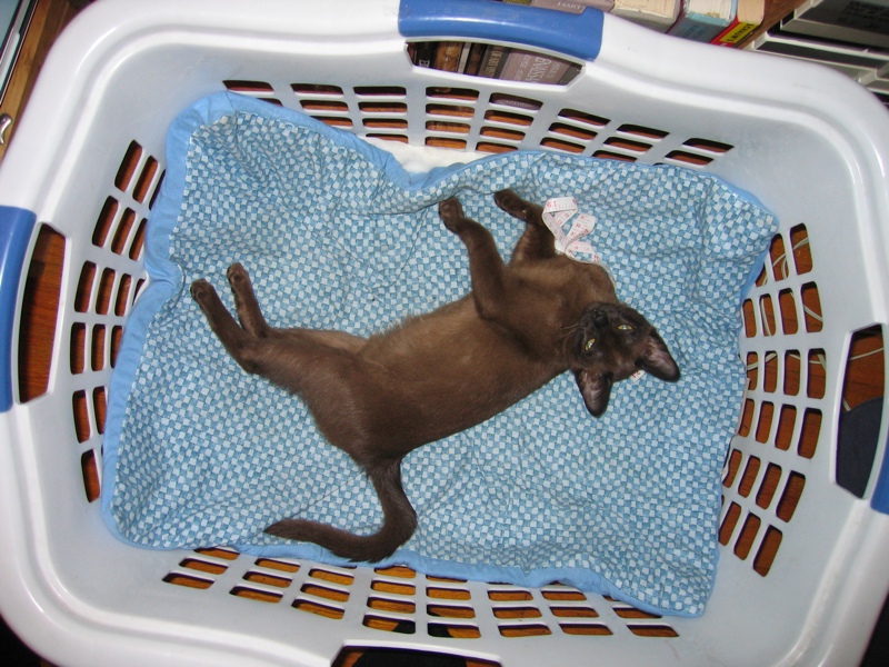 One small brown cat...