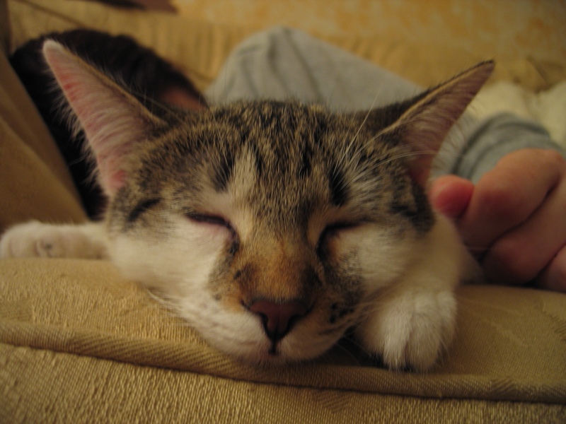 Afternoon nap, part 3