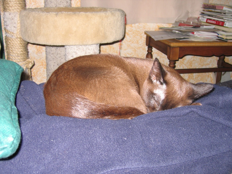 Sleepy Sylvie