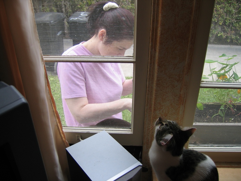 Curious cats, part 1