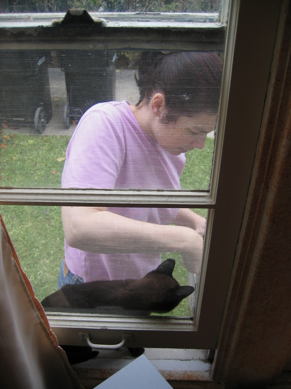 Curious cats, part 2