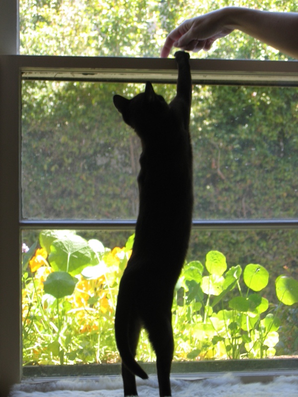 Window cats, part 4