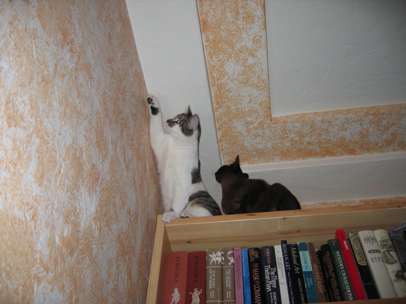 Gnat hunt, part 1