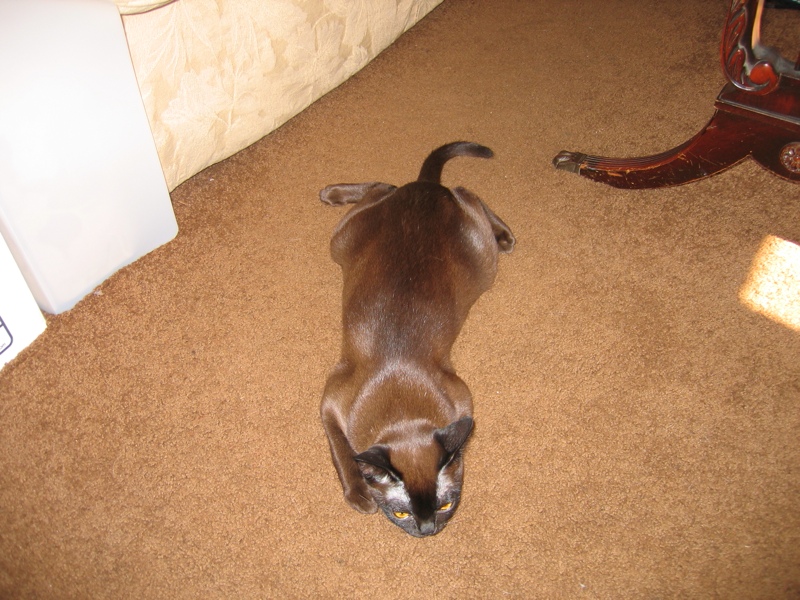 Flying corgi Sylvie, part 1