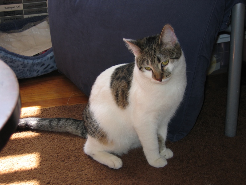 Coy Mirabelle