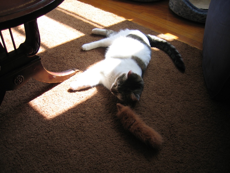 Hanging out with the squirrel puppet