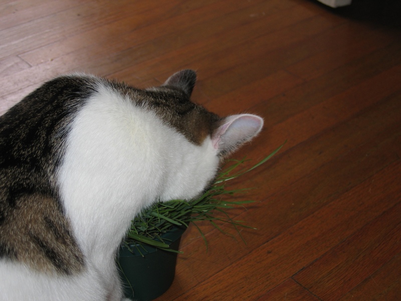 Grazing?