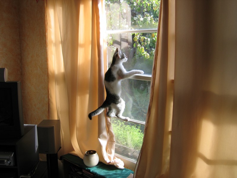 Window (2)