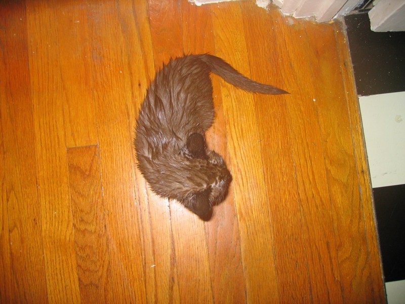 Hedgehog Sylvie (1)