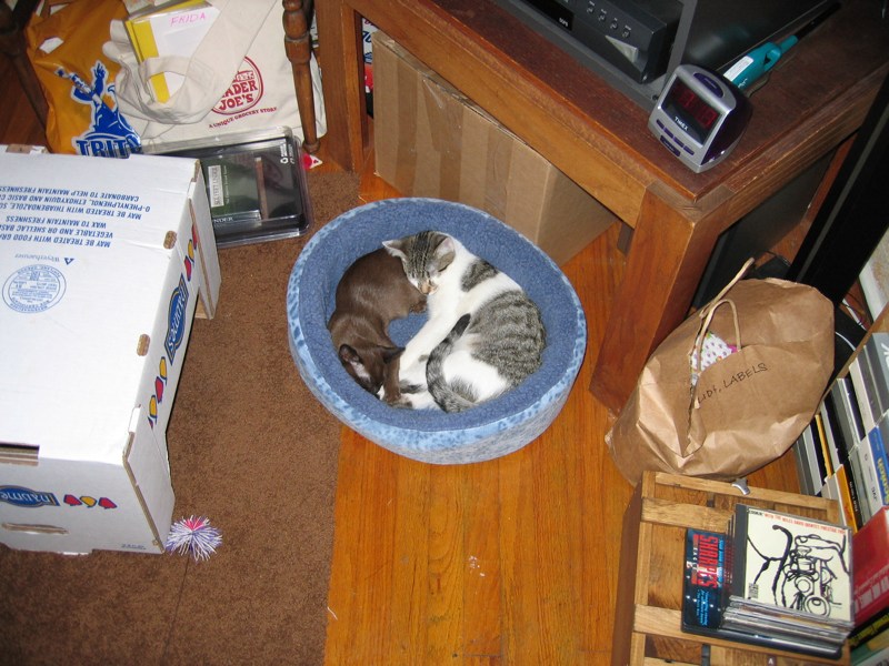 Circle of cat