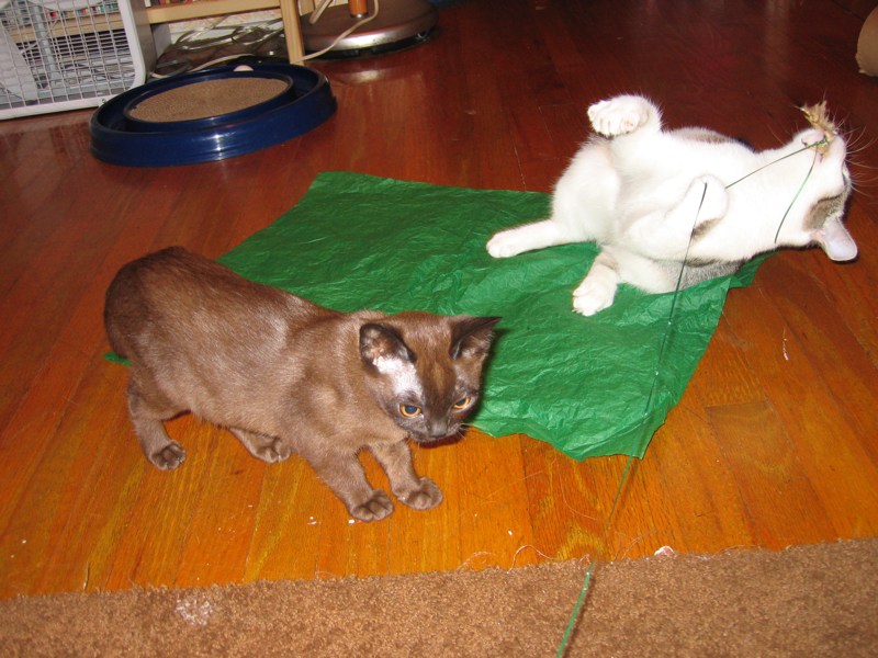 Playtime never ends